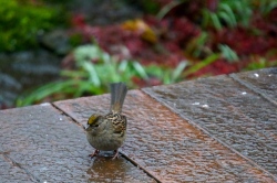 Golden-Crowned Sparrow with cold toes