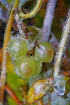 Frosty grapes