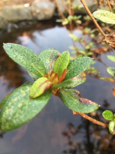 Fresh baby azalea leaves, and possibly a flower bud, against the old leaves.