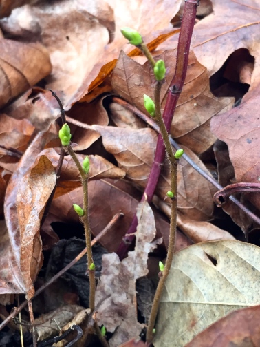 Young mint shoots