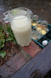 Slug trap bait: honey and yeast in the pitcher, with cornmeal jars in the background.