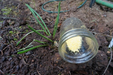 Cornmeal trap for slugs.