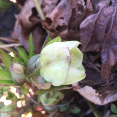 This appears to be a variety of Lenten Rose or Christmas Rose, in the Hellebore genus.
