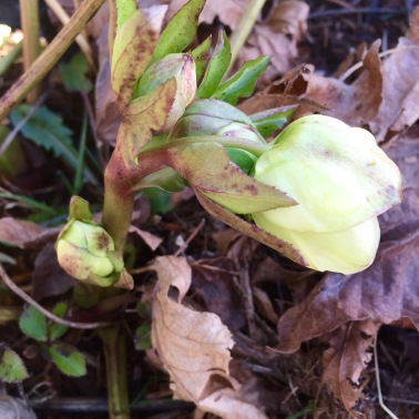 This appears to be a variety of Lenten Rose or Christmas Rose, in the Hellebore genus.
