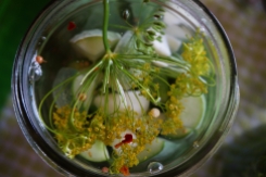 Dill, garlic, and spices floating in brine.