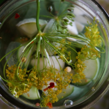 Dill, garlic, and spices floating in brine.