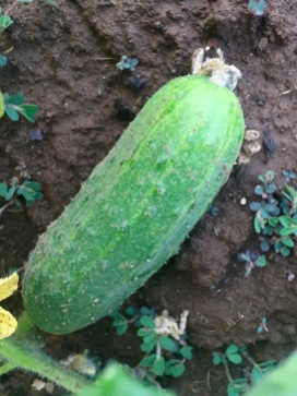 Pickling cucumber, just the right size.