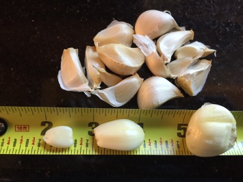 An average garlic clove?