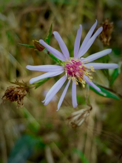 A purple aster, probably Smooth Aster (Symphyotrichum laeve)