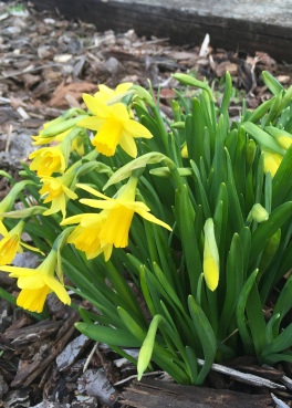 Early dwarf daffodils