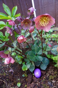 The hellebore at Easter...